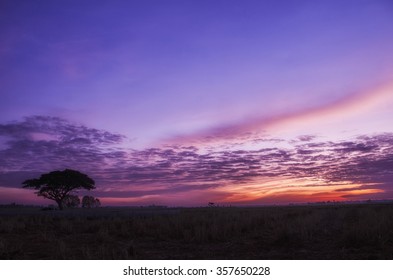 violet sky in the morning scenery Vibrant colorful blue sky in summer time on the sunrise. Natural beautiful landscape. Beauty greenery background with copy space. Silhouette tree in sunrise morning