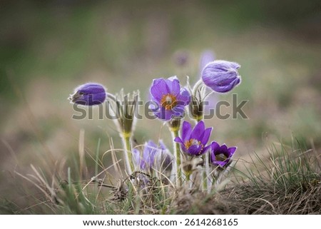 Violet spring easter Pasque flowers (Pulsatilla), Czech republic, Europe.