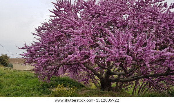 violet tree wallpaper