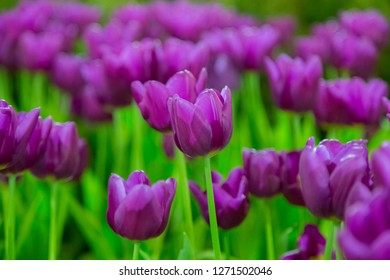Violet Tulip flowers selective focus with green use for nature background - Shutterstock ID 1271502046