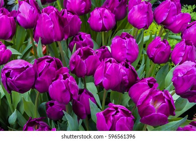 Violet tulips