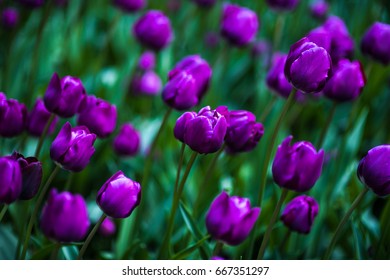 Violet Tulips