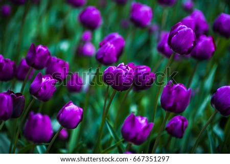 Violet Tulips