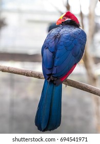 Violet Turaco