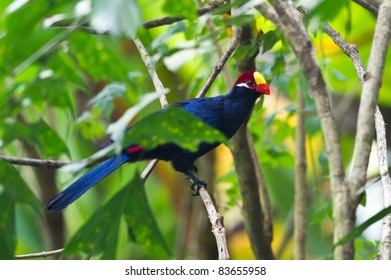 Violet Turaco