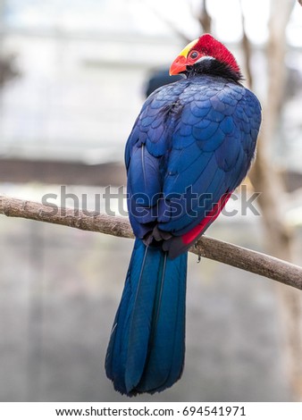 violet turaco