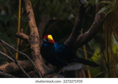Violet turaco bird close up (Musophaga violacea) (violaceous plantain eater) in West Africa show its beautiful purple, yellow, and red colors.