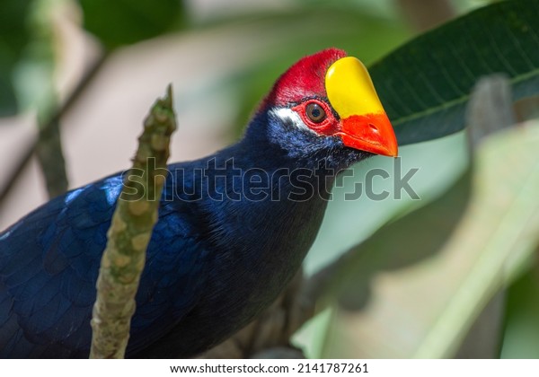 Violet turaco bird close up  (Musophaga violacea)\
(violaceous plantain eater) in West Africa show its beautiful\
purple, yellow, and red\
colors.