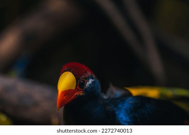The violet turaco, also known as the violaceous plantain eater (Musophaga violacea)is West Africa origin, close up portrait