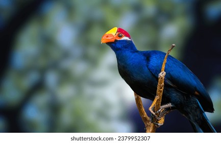 Violet turaco plantain eater, Musophaga violacea, Senegal, Nigeria in Africa. Bird sitting on tree branch in the nature habitat. Blue turacoAfrica. Beautiful bird with crest in forest nature habitat