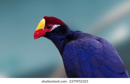 Violet turaco plantain eater, Musophaga violacea, Senegal, Nigeria in Africa. Bird sitting on tree branch in the nature habitat. Blue turacoAfrica. Beautiful bird with crest in forest nature habitat