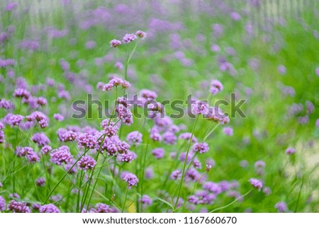 Similar – Hallig Gröde | Sand lilacs on the salt marsh