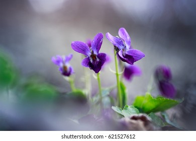 Violet Viola Odorata 