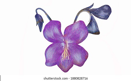 
Violet (Viola Sororia) Flower. Portrait From Romania 1 Million Lei 2003 Banknotes.