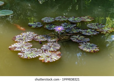 Violet water lily on a pond with murky water and fishes swimming underneath the leaves - Shutterstock ID 1999838321