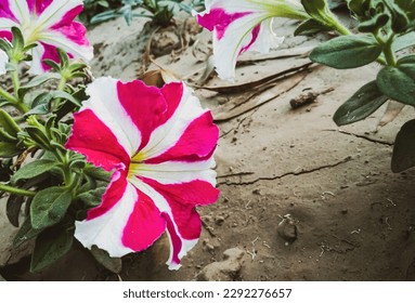 Violet and white surfinia flower close up with soil and leaves background. Garden petunia flower close up  - Powered by Shutterstock