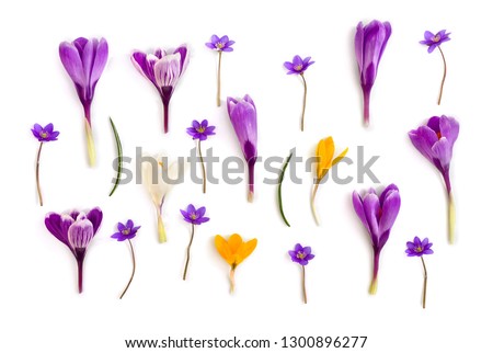 Violet, white, yellow crocuses (Crocus vernus) and violet flowers hepatica ( liverleaf or liverwort ) on a white background. Top view, flat lay