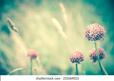 Violet wild flowers and golden spikes in the evening light at the meadow. Selective soft focus on the closest flower. Retro aged photo. - Powered by Shutterstock