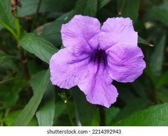 A Violet Wild Petunia In The Town Park