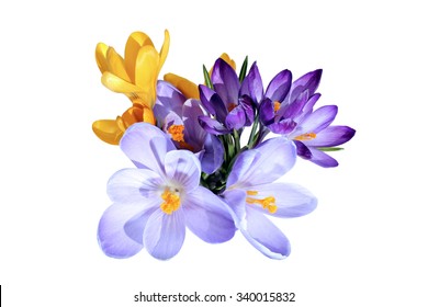 Violet And Yellow Flowers Of Crocus Isolated 