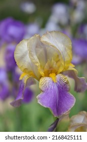 Violet yellow Iris flowers are growing in spring garden. Garden decoration. Flowers of Siberian Iris . Background from flowers Irises. Spring and summer flower. Iris Germanica .Family Iridaceae