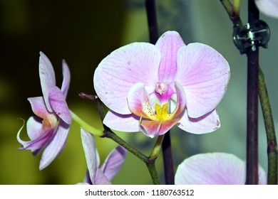 Orhidea model page