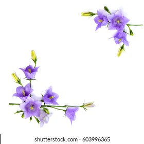 Violet-blue Flowers Campanula Persicifolia (peach-leaved Bellflower) On A White Background With Space For Text. Top View, Flat Lay