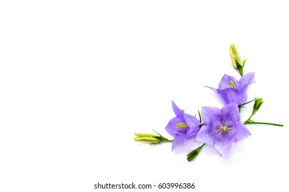 Violet-blue Flowers Campanula Persicifolia (peach-leaved Bellflower) On A White Background With Space For Text. Top View, Flat Lay