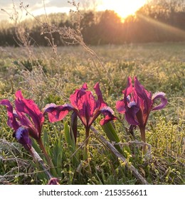 Violet-colored, wild dwarf irises (Iris pumila) blossoming on a dry meadow in the glow of the sunset.