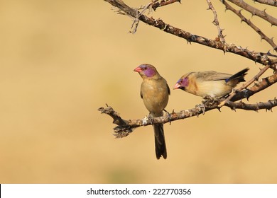 Violet-eared Waxbill - African Wild Bird Background - Beautiful Colors and Feathers from Nature