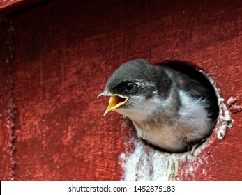 Violet-green Swallow Chick.
A Hungry Swallow Chick Waiting For A Food Drop Off.