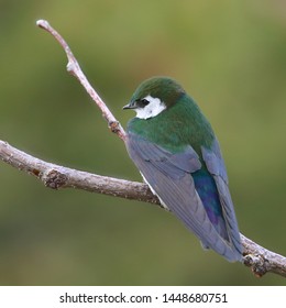 Violet-green Swallow (tachycineta thalassina) perched on a limb
