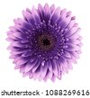 purple flower isolated