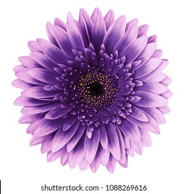 Фиолетово-розовый цветок герберы на белом изолированном фоне с обтравочным контуром. Крупный план. Для дизайна. Природа.