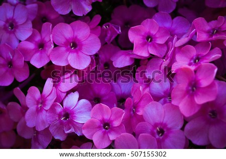 violets