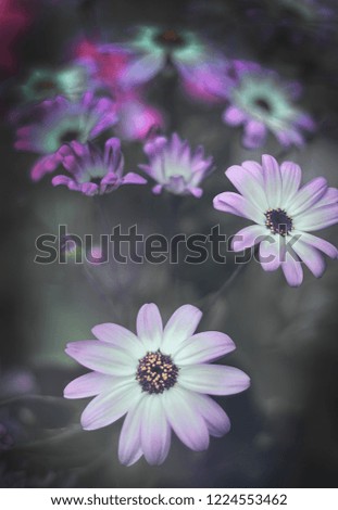 Similar – mauve Plant Spring Flower