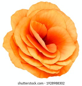 violeta naranja floral 