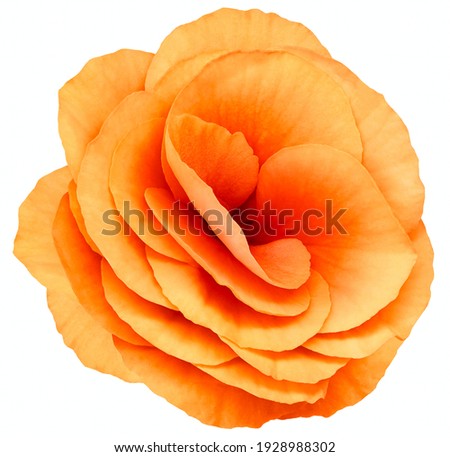 violets flower orange. Flower isolated on a white background. No shadows with clipping path. Close-up. Nature.