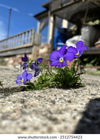 Violets growing through cracks in the ground