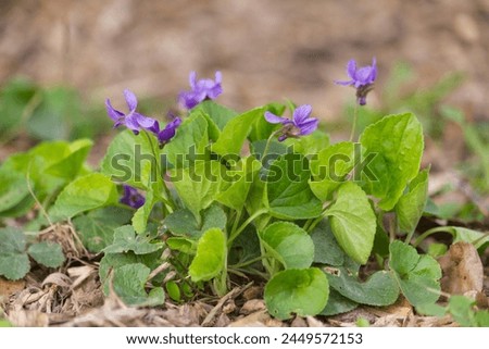 Violets in spring forest. Blooming violets (Viola reichenbachiana) in forest. Small purple flowers in forest at spring.