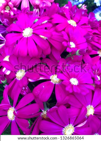 Violette springflower in field