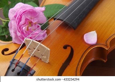 violin and flower