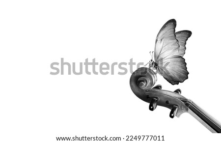 violin fretboard. melody concept. tropical morpho butterfly on violin neck isolated on white. black and white. music concept. copy space