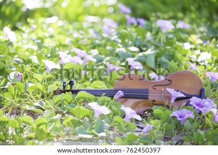The violin lies on the ground, the concept: a song about summer, music in colors, a flower garden, toned