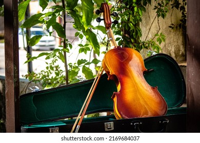 violin on case background garden on wood. violin back, back