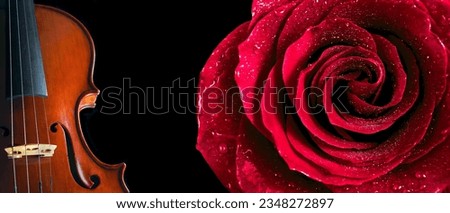 violin and red rose in drops of water on black, close-up