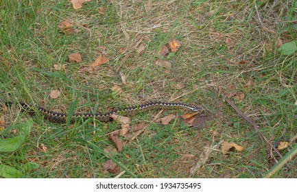 Viper In Autumn. Snake Crawls, Crossing My Path Scientific Name - Vipera Berus. On Sides Of Snake Are Characteristic Zigzag Stripes, Snake's Head Is Clearly Visible