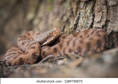 viper close-up, the viper hides, the viper is ready to attack, viper goes hunting, vipera aspic