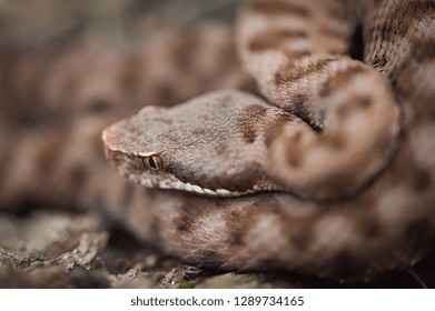 viper close-up, the viper hides, the viper is ready to attack, viper goes hunting, vipera comune