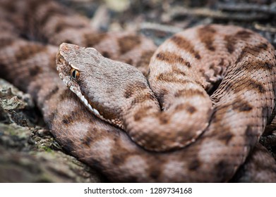 viper close-up, the viper hides, the viper is ready to attack, viper goes hunting